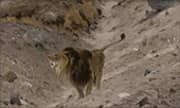 Lion in a Mountain Landscape 1899 By Richard Friese