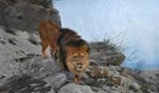 Lion By Richard Friese