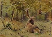 Lying Moose in Forest By Richard Friese