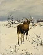 Moose Watching a Fox By Richard Friese