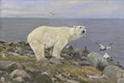 Polar Bear and Eider Ducks on the Coast By Richard Friese