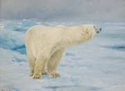 Polar Bear By Richard Friese