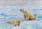 Three Polar Bears 1912 By Richard Friese