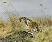 Tiger with Killed Nilgai Antelope By Richard Friese