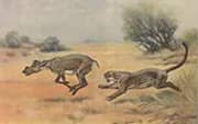 Dinictis and Protoceras 1904 By Charles R Knight