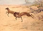 Mesohippus By Charles R Knight