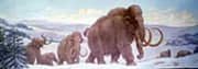 Woolly Mammoths By Charles R Knight
