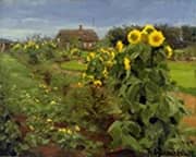 Sunflower Bloom By Hans Andersen Brendekilde