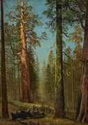 The Grizzly Giant Sequoia Mariposa Grove California By Albert Bierstadt