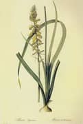 Albuca Abyssinica By Pierre-Joseph Redoute