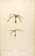 Allium Chamaemoly By Pierre-Joseph Redoute