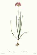 Allium Roseum By Pierre-Joseph Redoute