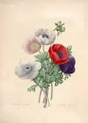 Anemone Simple By Pierre-Joseph Redoute