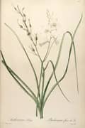 Anthericum Liliago By Pierre-Joseph Redoute