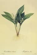 Convallaria Majalis By Pierre-Joseph Redoute