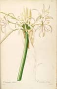 Crinum Asiaticum Var Pedunculatum As Crinum Taitense By Pierre-Joseph Redoute