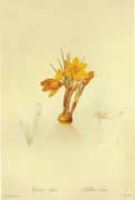 Crocus Flavus By Pierre-Joseph Redoute