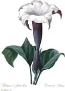 Datura a Fruit Lisse By Pierre-Joseph Redoute