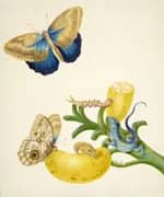 Banana with Teucer Owl Butterfly and Rainbow Whiptail Lizard By Maria Sibylla Merian
