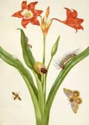 Barbados Lily With Bullseye Moth and Leaf Footed Bug By Maria Sibylla Merian
