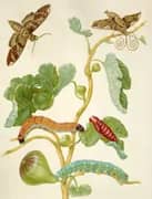 Branch of a Fig With Sphinx Moths By Maria Sibylla Merian