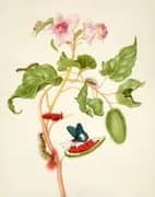 Branch of Achiote With Firetip Butterfly By Maria Sibylla Merian