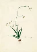 Diasia Iridifolia By Pierre-Joseph Redoute