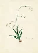 Diasia Iridifolia By Pierre-Joseph Redoute