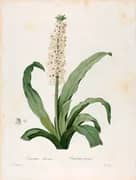 Eucomis Punctata By Pierre-Joseph Redoute