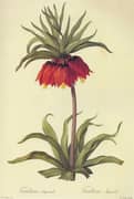 Fritillaria Imperialis By Pierre-Joseph Redoute
