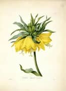 Fritillaria Imperialis Var Jaune By Pierre-Joseph Redoute