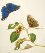 Branch of an Unidentified Tree With Menelaus Blue Morpho Butterfly By Maria Sibylla Merian