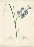 Gladiolus Ringens By Pierre-Joseph Redoute