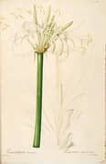 Hymenocallis Caribaea As Pancratium Declinatum By Pierre-Joseph Redoute