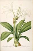Hymenocallis Fragrans As Pancratium Fragrans By Pierre-Joseph Redoute