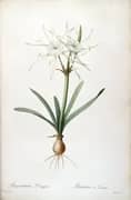 Hymenocallis Rotata As Pancratium Disciforme By Pierre-Joseph Redoute