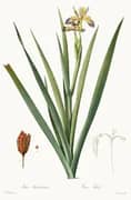 Iris Foetidissima By Pierre-Joseph Redoute