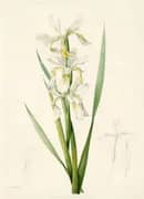 Iris Ochroleuca By Pierre-Joseph Redoute