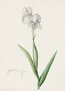 Iris Swertii By Pierre-Joseph Redoute