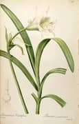 Ismene Narcissiflora As Pancratium Calathiforme By Pierre-Joseph Redoute