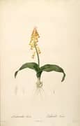 Lachenalia Aloides By Pierre-Joseph Redoute