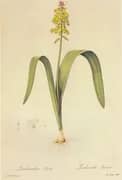 Lachenalia Luteola By Pierre-Joseph Redoute