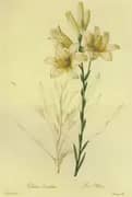 Lilium Candidum By Pierre-Joseph Redoute