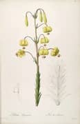 Lilium Pyrenaicum By Pierre-Joseph Redoute
