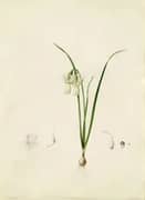 Narcissus Calathinus By Pierre-Joseph Redoute