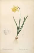 Narcissus Pseudonarcissus By Pierre-Joseph Redoute