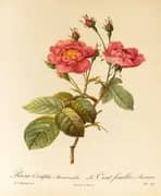 Rosa Centifolia Anemonoides By Pierre-Joseph Redoute