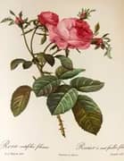 Rosa Centifolia Foliacea By Pierre-Joseph Redoute
