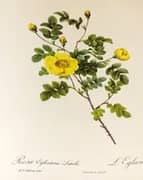 Rosa Eglanteria Luteola By Pierre-Joseph Redoute