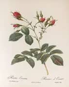 Rosa Evratina By Pierre-Joseph Redoute
